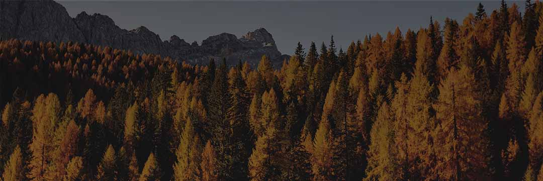 Mountain forest in the Autumn
